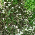 Deutzia bunyardii P1C